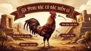 ga-peru-rac-co-dac-diem-gi