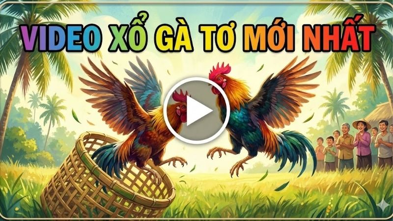 Video xổ gà tơ mới nhất – Cập nhật các trận đấu hấp dẫn 2 video-xo-ga-to-moi-nhat